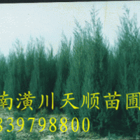 河南檜柏,檜柏,河南檜柏價(jià)格，檜柏基地，蜀檜，蜀檜價(jià)