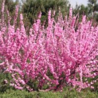 供應(yīng)紫荊，榆葉梅，高桿女貞，膠東衛(wèi)矛