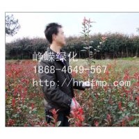 供應(yīng)H30-120紅葉石楠工程苗150萬株！??！