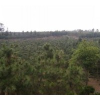 供應(yīng)D8-15公分黑松6000棵！??！