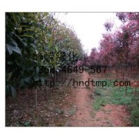 供應(yīng)紅葉石楠樹獨(dú)桿樹！
