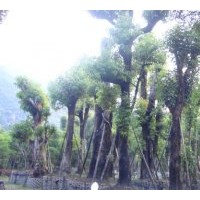 供應(yīng)移植重陽(yáng)木