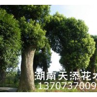 湖南香樟專賣(mài)！質(zhì)量....|實(shí)事求事|移栽香樟