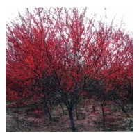 河北紅葉碧桃、綠葉碧桃