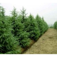 長期出售綠化工程苗木：雪松 紫玉蘭.法桐.水杉.杜仲.石楠.灑金柏