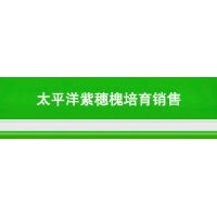 太平洋紫穗槐培育低價(jià)銷售紫穗槐