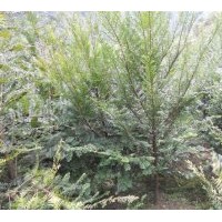 出售當(dāng)年生紅豆杉苗、多年生苗、工程苗等等.另供應(yīng)當(dāng)年生造林
