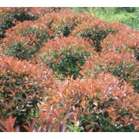 供應紅花繼木（黑珍珠）、杜鵑、金葉女貞、花葉女貞、紅葉女貞