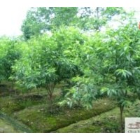 成都供應(yīng)米經(jīng)：8-10公分青葉碧桃