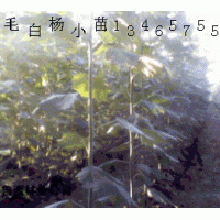 供1-40千頭椿,臭椿,毛白楊.法桐