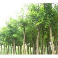 大量供應(yīng)3-5公分的葡萄樹(shù)