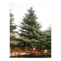 綠化苗木：千頭春，銀杏，紅葉石楠，普通石楠，桂花