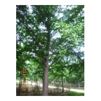 常年供應(yīng)銀杏樹2-60公分