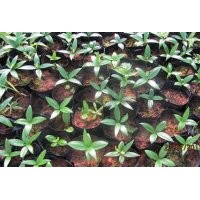 供竹柏營養(yǎng)缽苗 羅漢松 桂花 紅豆杉 池杉 香樟 無患子 紫薇 杜英