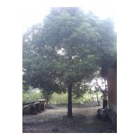 自家種植香樟7-8棵，有需要的朋友幫忙帶掉