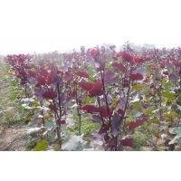 供應(yīng)全紅楊、紅葉楊、彩葉楊、速生楊