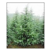 南京雪松最新價格 雪松報價