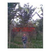 供應(yīng)巨紫荊、七葉樹(shù)、紫薇、馬褂木、欒樹(shù)、大葉女貞等