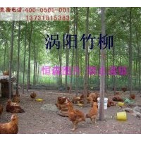 大量供應(yīng)【==美國(guó)竹柳 竹柳種苗 竹柳扦插苗==】