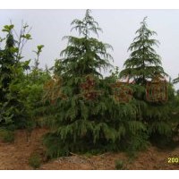供應(yīng)馬褂木，廣玉蘭，桂花，香樟，雪松，蜀檜