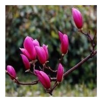 供應(yīng)櫻花樹 紫薇 紫玉蘭 白玉蘭 廣玉蘭