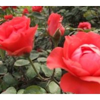 小葉女貞、紅葉女貞、金葉女貞、金邊冬青、紅葉小檗；大小葉黃楊