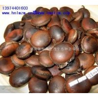 供應(yīng)油麻藤，垂直綠化牛馬藤，大血藤