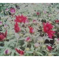 供應國慶菊 百日草、垂吊牽牛、金盞菊、天人菊、地被菊、福祿考