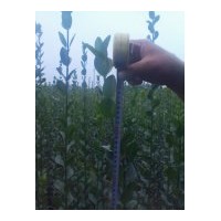 供應(yīng)北海道黃楊 一串紅、萬壽菊、彩葉草、矮牽牛、孔雀草