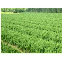 貼梗海棠、桂花、白皮松、樟子松、華山松、黃楊球、高山球、云杉
