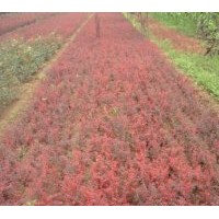 供應(yīng)紅葉小檗 小葉女貞、紅葉石楠、紫葉矮櫻、黃刺玫