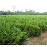 供龍柏 高山黃楊，雪松，側(cè)柏，油松，紅葉李，白皮松
