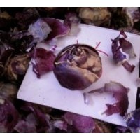 售彩色馬蹄蓮、朱頂紅種球、水仙花種球