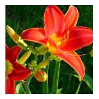 金娃娃萱草、紅云萱草、紅寶石萱草、