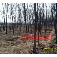 供應(yīng)各種規(guī)格國槐、法桐、白蠟