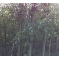 黃柳供應(yīng)