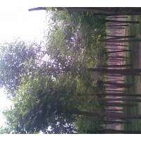 大量供應(yīng)柳樹，火炬，金葉榆，金葉槐，白蠟