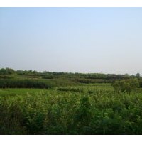 供應(yīng)紅葉李、大葉女貞、廣玉蘭、香樟、毛桃種子、白玉蘭苗