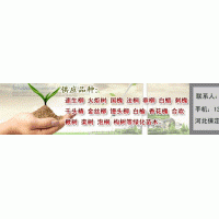 供應(yīng)國(guó)槐 法桐 白蠟 千頭椿、臭椿、垂柳、饅頭柳、旱柳