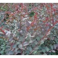 大量批發(fā)供應(yīng)日本富士紫薇，紅葉喬木紫薇