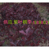 供應(yīng)，扦插苗，紫葉稠李，紫葉風(fēng)箱果