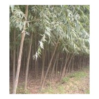 供應(yīng)竹柳，美國竹柳、竹柳樹苗、河北竹柳樹苗
