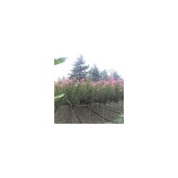 出售低價(jià)紫薇 法桐.水杉.杜仲.石楠.灑金柏.金葉女貞. 紅葉小波