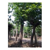 供應(yīng)法桐、法桐價格、合歡價格