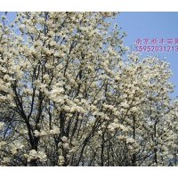 白玉蘭供應(yīng)