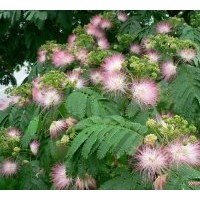 大量供應07速生楊 毛白楊 國槐 法桐 速生柳 白臘 千頭椿