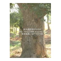 供應(yīng)20公分香樟樹價(jià)格 30公分香樟樹價(jià)格 40公分香樟樹價(jià)格