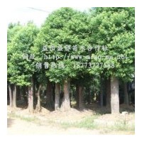 供應(yīng)湖南香樟樹