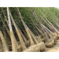 長(zhǎng)期供應(yīng)2--80公分銀杏實(shí)生，嫁接樹(shù)