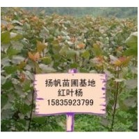 供應(yīng)中華紅葉楊，山西紅葉楊批發(fā)，紅葉楊價格